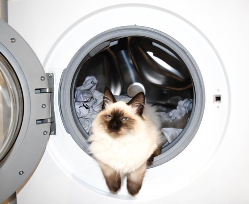 washing machine  wash  cat