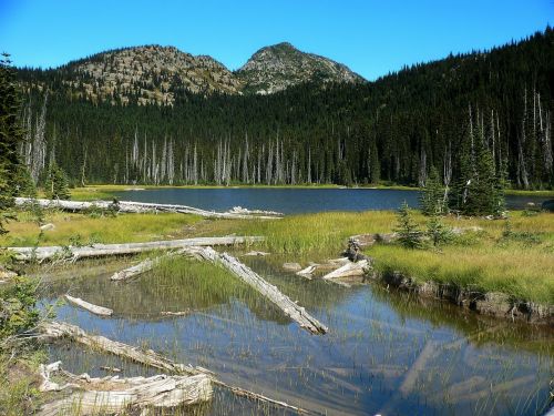 washington mountains forest