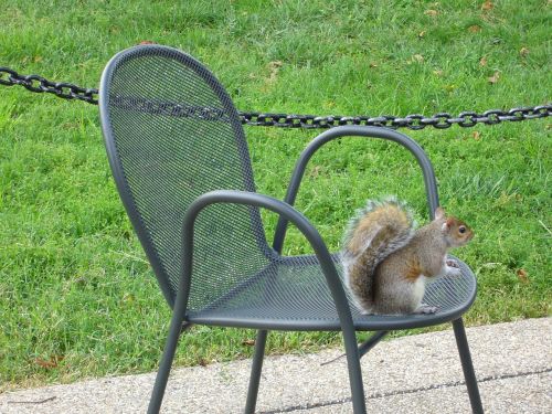 washington park squirrel