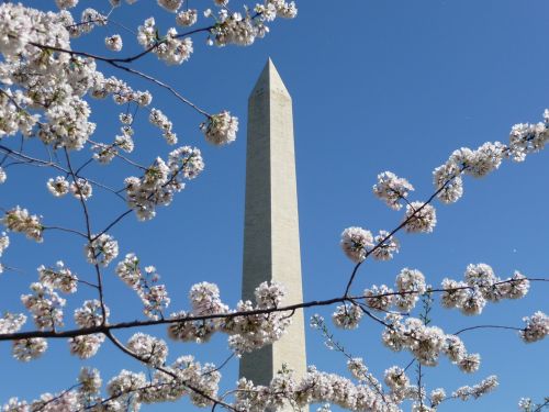 washington monument cherry blossom