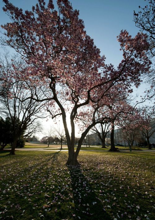 washington dc trees magnolias