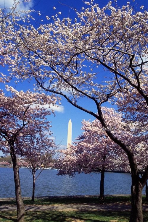 washington monument cherry trees blossoms