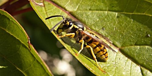 wasp sheet bush