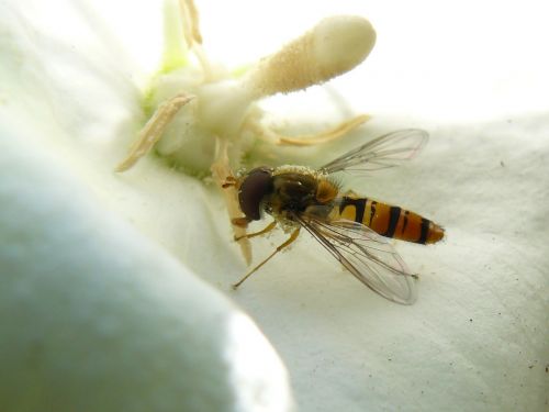 wasp blossom bloom