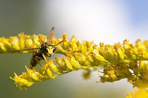 wasp summer yellow