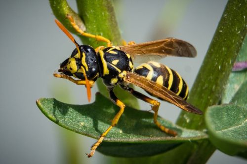 wasp insect close