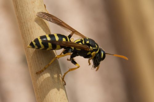 wasp insect close