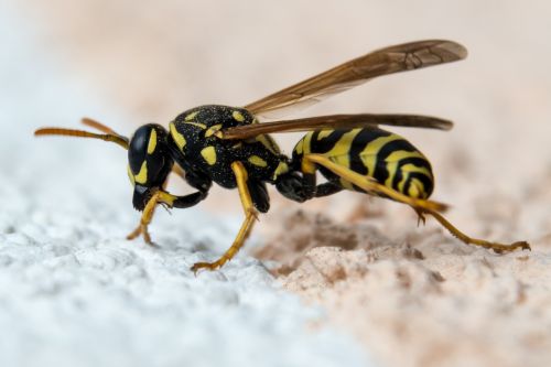 wasp insect close