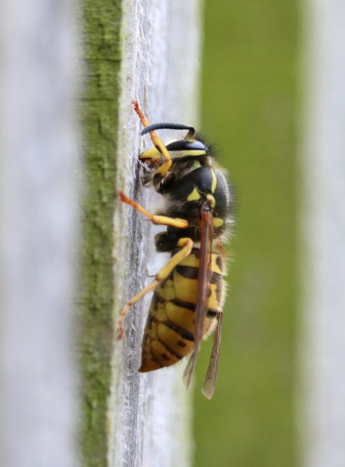 wasp nest building yellow