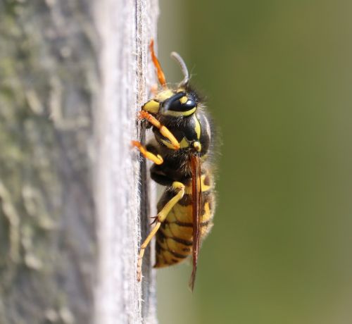 wasp nest building yellow