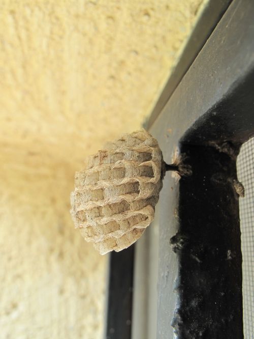 wasp honeycomb small