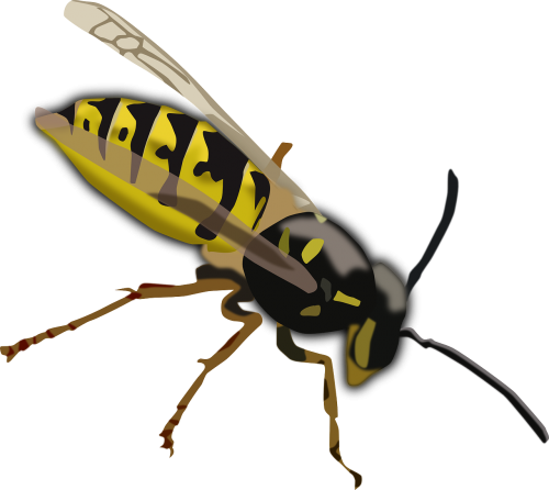 wasp hornet bee