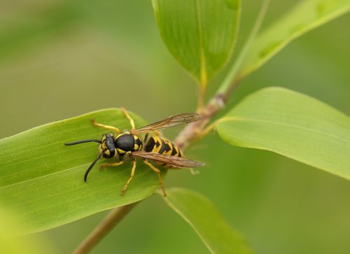 wasp insect macro