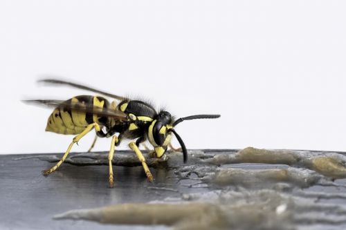 wasp insect nature