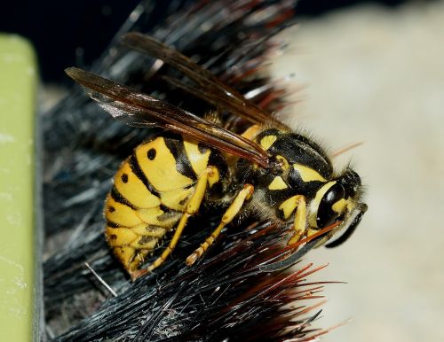 wasp vespula germanica