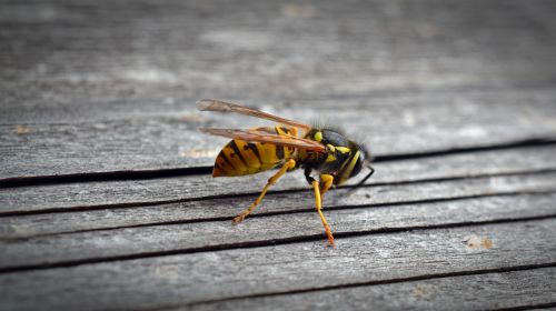 wasp insect wood