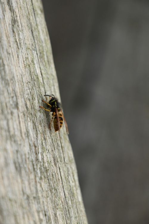 wasp bug nature