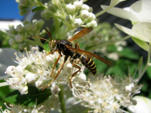 wasp pollen bug