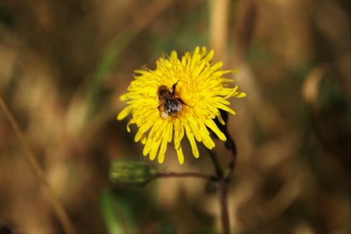 wasp dandelion flower