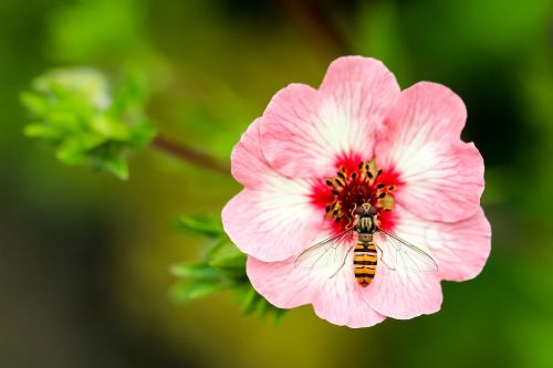 wasp flower close