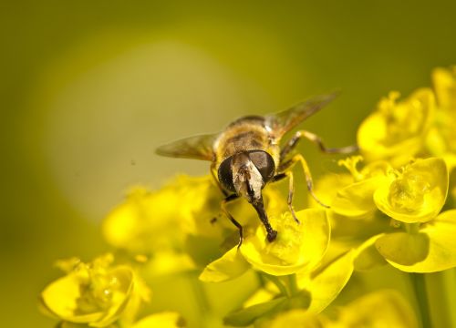 wasp macro yellow