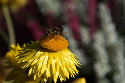 wasp flower summer