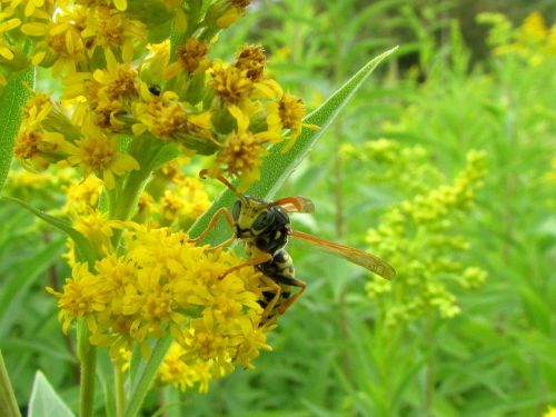 wasp insect animals