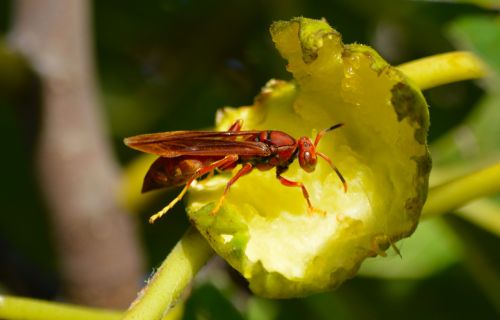wasp macro nature