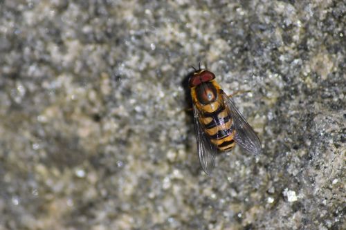 wasp stone nature