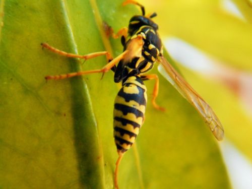 wasp animal insect