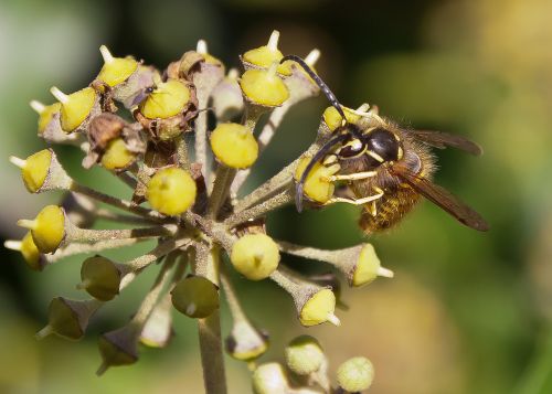 wasp blossom bloom