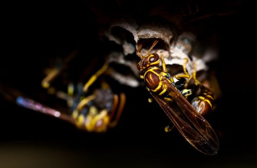 wasp insect animal