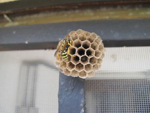 wasp honeycomb honey