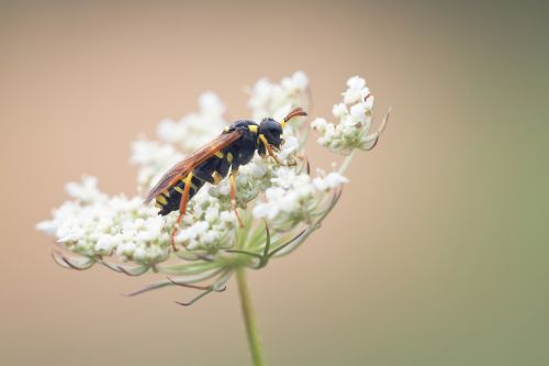 wasp smock nature