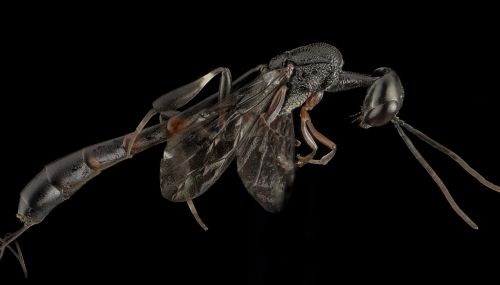 wasp macro insect