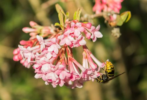 wasp flower garden