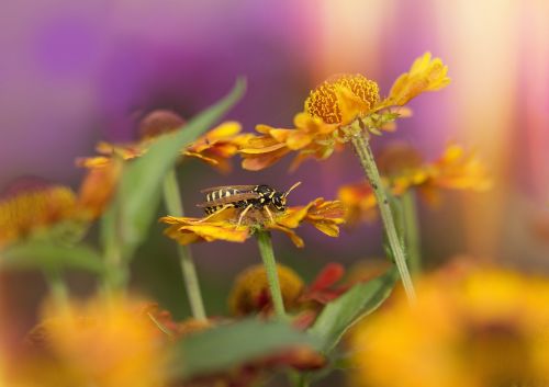 wasp sun brews flowers