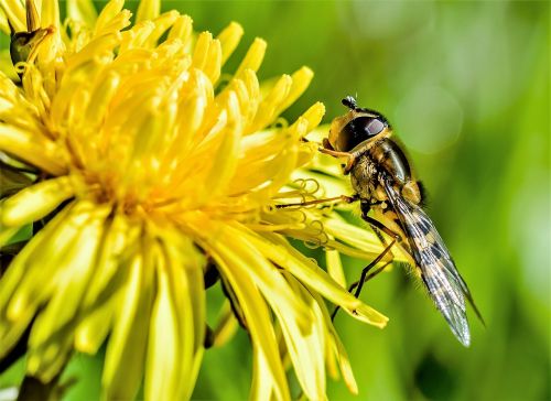 wasp bee pollen