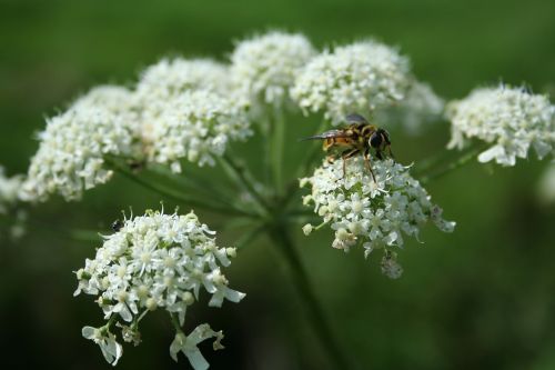 wasp flower summer