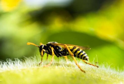 wasp insect macro