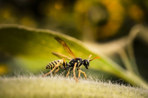 wasp insect macro