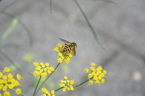 wasp bug nature