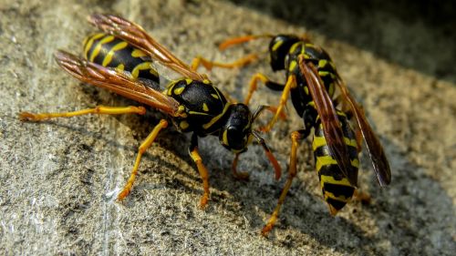 wasp macro nature