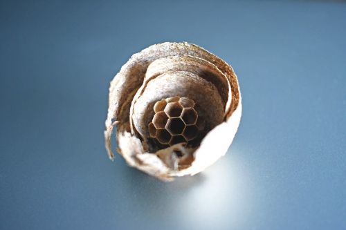 wasp nest paper