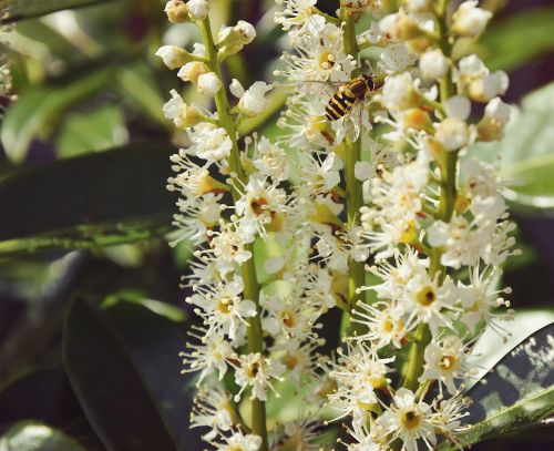 wasp summer flowers