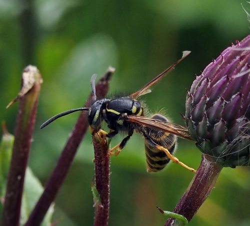 wasp insect nature