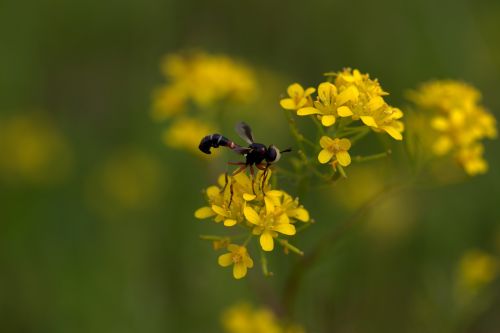 wasp flower yellow