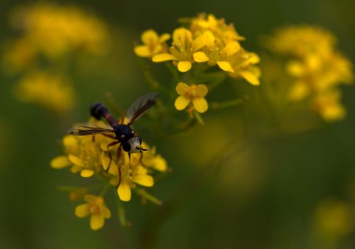 wasp flower yellow