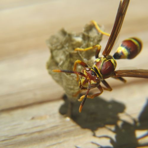 wasp insect nest