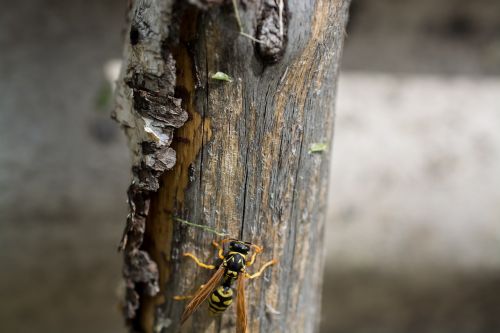 wasp macro tree